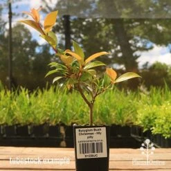Syzygium Bush Christmas - Lilly Pilly -Australian Plants Online Sales apo bush christmas tubestock