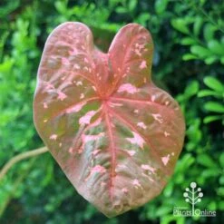 Caladium Raspberry Ripple - Angel Wings -Australian Plants Online Sales apo caladium raspberry ripple leaf2
