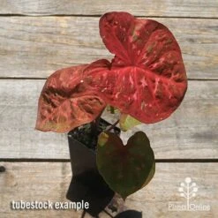 Caladium Raspberry Ripple - Angel Wings -Australian Plants Online Sales apo caladium raspberry ripple tubestock top