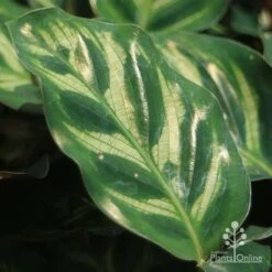 Calathea Makoyana - Peacock Plant -Australian Plants Online Sales apo calathea makoyana leaf gold