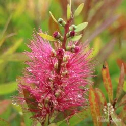Callistemon Candy Burst -Australian Plants Online Sales apo callistemon candy burst autumn