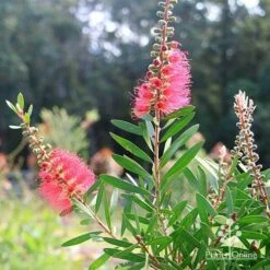 Callistemon Candy Burst -Australian Plants Online Sales apo callistemon candy burst bush backlit