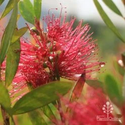 Callistemon Candy Burst -Australian Plants Online Sales apo callistemon candy burst dewdrop