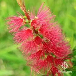 Callistemon Candy Burst -Australian Plants Online Sales apo callistemon candy burst flower colour