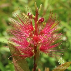 Callistemon Candy Burst -Australian Plants Online Sales apo callistemon candy burst flower 1