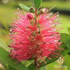 Callistemon Fluro Burst -Australian Plants Online Sales apo callistemon fluro burst rain