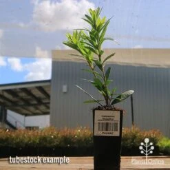 Callistemon Macarthur 27 Callistemon Macarthur -Australian Plants Online Sales apo callistemon macarthur tubestock