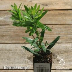 Callistemon Macarthur 24 Callistemon Macarthur -Australian Plants Online Sales apo callistemon macarthur tubestock top