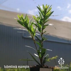 Callistemon Macarthur 21 Callistemon Macarthur -Australian Plants Online Sales apo callistemon macarthur tubestock2