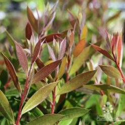 Callistemon Purple Splendens -Australian Plants Online Sales apo callistemon purple splendens foliage