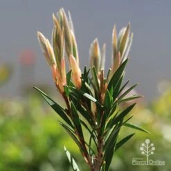 Callistemon Summer Days™ -Australian Plants Online Sales apo callistemon summer days new leaves