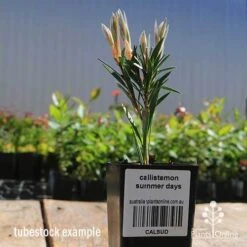 Callistemon Summer Days™ -Australian Plants Online Sales apo callistemon summer days tubestock 2