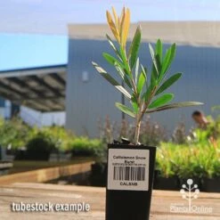 Callistemon Snow Burst -Australian Plants Online Sales apo calllistemon snow burst tubestock