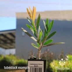 Callistemon Snow Burst -Australian Plants Online Sales apo calllistemon snow burst tubestock2
