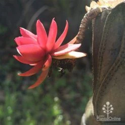 Crassula Campfire - Succulent 19 Crassula Campfire - Succulent -Australian Plants Online Sales apo campfire in boot