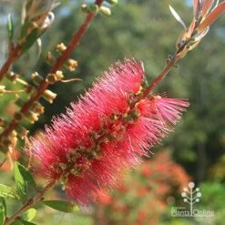 Callistemon Candy Burst -Australian Plants Online Sales apo candy burst callistemon flower perfect