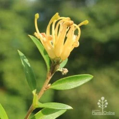 Grevillea Canterbury Gold -Australian Plants Online Sales apo canterbury gold flower3