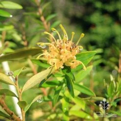Grevillea Canterbury Gold -Australian Plants Online Sales apo canterbury gold flower4