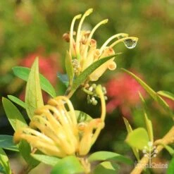 Grevillea Canterbury Gold -Australian Plants Online Sales apo canterbury gold flowers