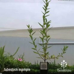 Grevillea Canterbury Gold -Australian Plants Online Sales apo canterbury gold tubestock