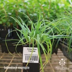 Carex Blue Cascade -Australian Plants Online Sales apo carex blue tubestock