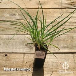 Carex Blue Cascade -Australian Plants Online Sales apo carex blue tubestock top