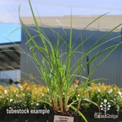 Carex Blue Cascade -Australian Plants Online Sales apo carex blue tubestock 1