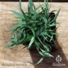 Carex Blue Wave -Australian Plants Online Sales apo carex blue wave tubestock top
