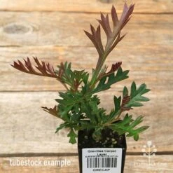 Grevillea Carpet Layer -Australian Plants Online Sales apo carpet layer grevillea tubestock