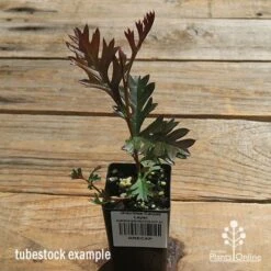 Grevillea Carpet Layer -Australian Plants Online Sales apo carpet layer tubestock