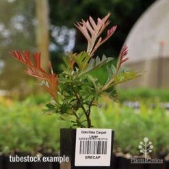 Grevillea Carpet Layer -Australian Plants Online Sales apo carpet layer tubestock 1