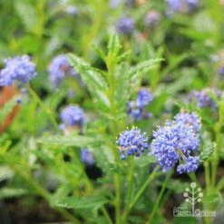 Ceanothus Blue Pacific - Californian Lilac -Australian Plants Online Sales apo ceanothus blue pacific