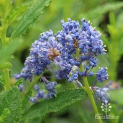 Ceanothus Blue Pacific - Californian Lilac -Australian Plants Online Sales apo ceanothus blue pacific close