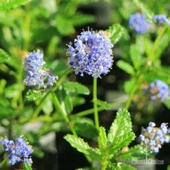 Ceanothus Blue Pacific - Californian Lilac -Australian Plants Online Sales apo ceanothus blue pacific flowers