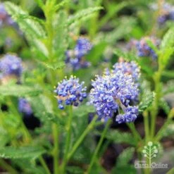 Ceanothus Blue Pacific - Californian Lilac -Australian Plants Online Sales apo ceanothus flowers close