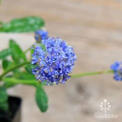 Ceanothus Blue Pacific - Californian Lilac -Australian Plants Online Sales apo ceanothus flowers close2
