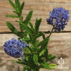 Ceanothus Blue Pacific - Californian Lilac -Australian Plants Online Sales apo ceanothus flowers closeup