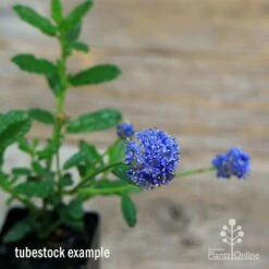 Ceanothus Blue Pacific - Californian Lilac -Australian Plants Online Sales apo ceanothus tubestock in flower2