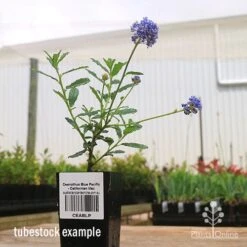 Ceanothus Blue Pacific - Californian Lilac -Australian Plants Online Sales apo ceanothus tubestock side