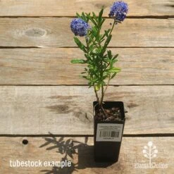Ceanothus Blue Pacific - Californian Lilac -Australian Plants Online Sales apo ceanothus tubestock tall