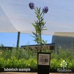 Ceanothus Blue Pacific - Californian Lilac -Australian Plants Online Sales apo ceanothus tubestock tall2
