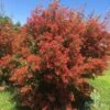 Ceratopetalum Alberys Red - Christmas Bush -Australian Plants Online Sales apo ceratopetalum alberys red flowering