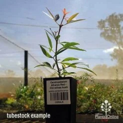 Ceratopetalum Alberys Red - Christmas Bush -Australian Plants Online Sales apo ceratopetalum tubestock