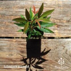 Ceratopetalum Shiraz - Christmas Bush -Australian Plants Online Sales apo ceratopetalum tubestock top