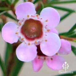 Chamelaucium Cha Cha - Waxflower -Australian Plants Online Sales apo cha cha wax flower