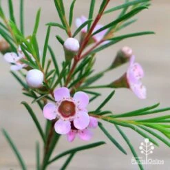 Chamelaucium Cha Cha - Waxflower -Australian Plants Online Sales apo cha cha wax flowers