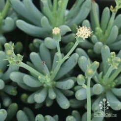 Senecio Chalk Sticks - Succulent -Australian Plants Online Sales apo chalk sticks dwarf flower