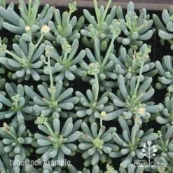 Senecio Chalk Sticks - Succulent -Australian Plants Online Sales apo chalk sticks dwarf plug plants
