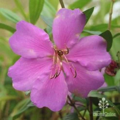 Tibouchina Chameleon -Australian Plants Online Sales apo chameleon dark pink
