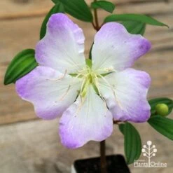 Tibouchina Chameleon -Australian Plants Online Sales apo chameleon flower open